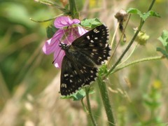 Muschampia tessellum