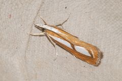 Catoptria myella