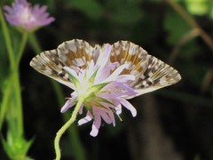 Muschampia tessellum