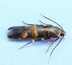 Stilbosis tesquella