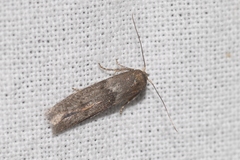 Blastobasis phycidella