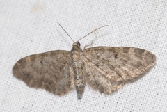 Eupithecia lariciata