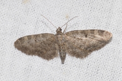 Eupithecia lariciata