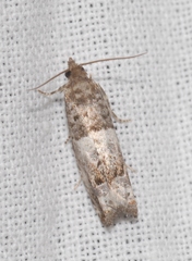 Notocelia trimaculana