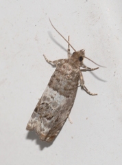 Notocelia trimaculana