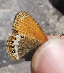 Coenonympha gardetta darwiniana