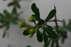 Euphorbia matabelensis image