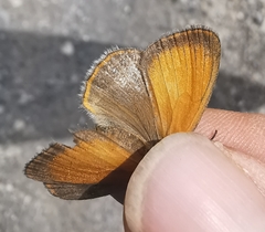 Coenonympha gardetta darwiniana