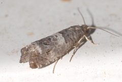 Notocelia trimaculana