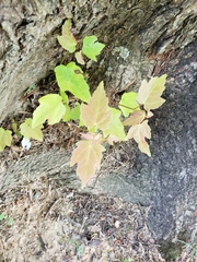 Acer rubrum