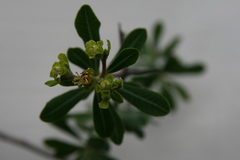 Euphorbia matabelensis image