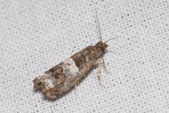 Notocelia trimaculana