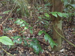 Desmoncus polyacanthos