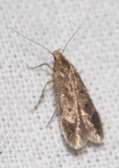 Bryotropha senectella
