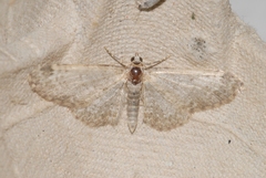 Eupithecia subumbrata