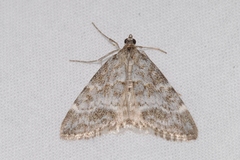 Evergestis sophialis