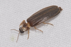 Lamprohiza boieldieui