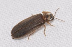 Lamprohiza boieldieui