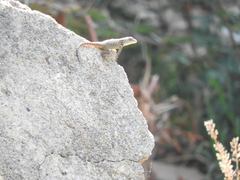 Sceloporus dugesii