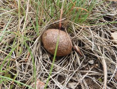 Rhizopogonaceae