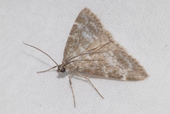 Evergestis sophialis