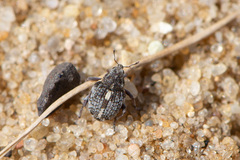 Rhinoncus pericarpius