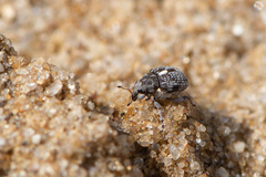 Rhinoncus pericarpius