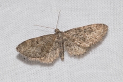 Eupithecia silenata