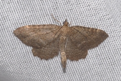 Philereme vetulata