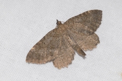Philereme vetulata