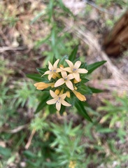 Collomia grandiflora