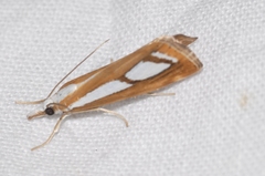 Catoptria myella