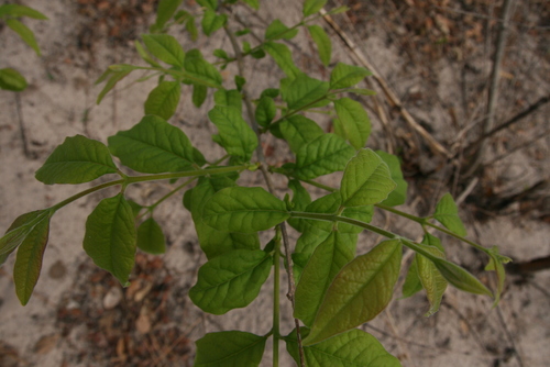 Schrebera trichoclada image