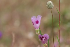 Clarkia williamsonii