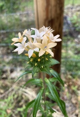 Collomia grandiflora