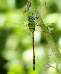 Coryphaeschna adnexa