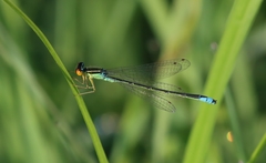 Enallagma antennatum