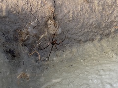 Latrodectus hesperus