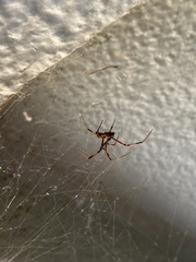 Latrodectus hesperus