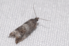 Notocelia trimaculana