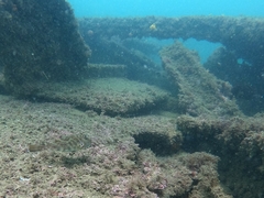 Sphoeroides lobatus