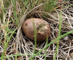 Rhizopogonaceae