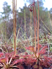 Drosera capillaris