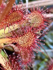 Drosera capillaris