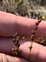 Drosera capillaris