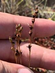 Drosera capillaris