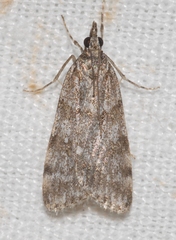 Scoparia pyralella