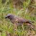 Swahili Sparrow - Photo (c) OlegRozhko, some rights reserved (CC BY-NC-ND), uploaded by OlegRozhko