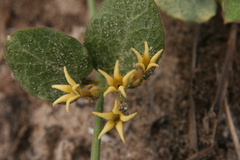 Orthanthera jasminiflora