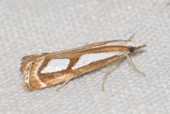 Catoptria mytilella